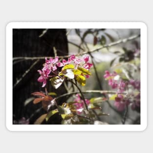 red Malus 'Radiant' crab apple blossoms #4 Sticker